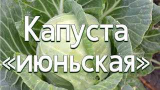 Условия хранения капусты июньской