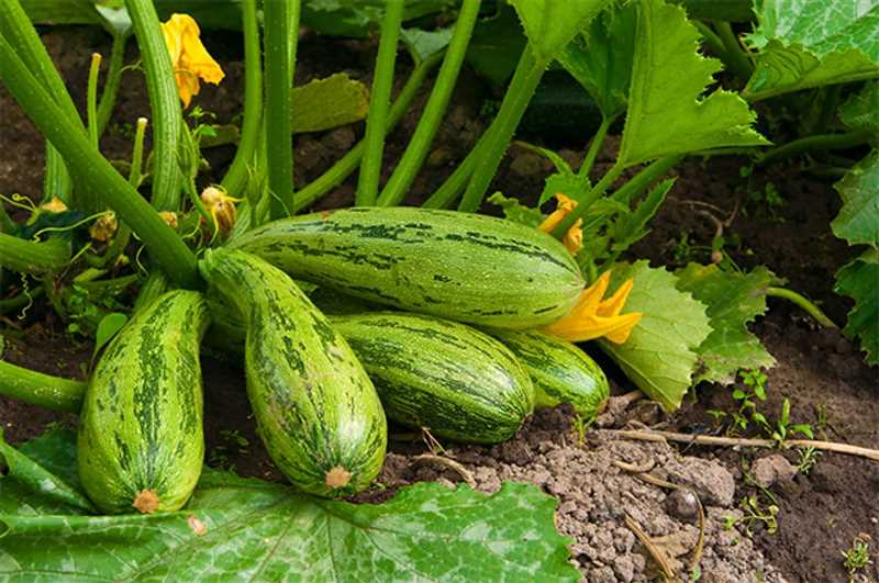 Однако, по мере созревания кабачки начинают изменяться как по вкусовым качествам, так и по текстуре. Их стенки становятся более плотными, а количество сока увеличивается. Кабачки этой стадии уже имеют более выраженный вкус, немного горьковатый, и они подходят для приготовления различных блюд – от супов и тушеных овощей до приготовления начинок для пирогов и запеканок. Вкус кабачков на этом этапе может быть более насыщенным и глубоким.