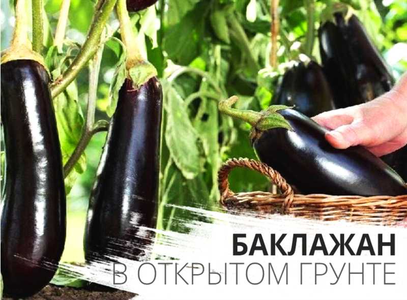 На следующем этапе развития, когда баклажаны начинают цветение и формирование плодов, нужно скорректировать состав подкормки. В этот период необходимо увеличить дозу калия и фосфора. Таблица 3 (см. ниже) поможет вам определить оптимальные дозы этих элементов для баклажанов на этапе цветения и формирования плодов.