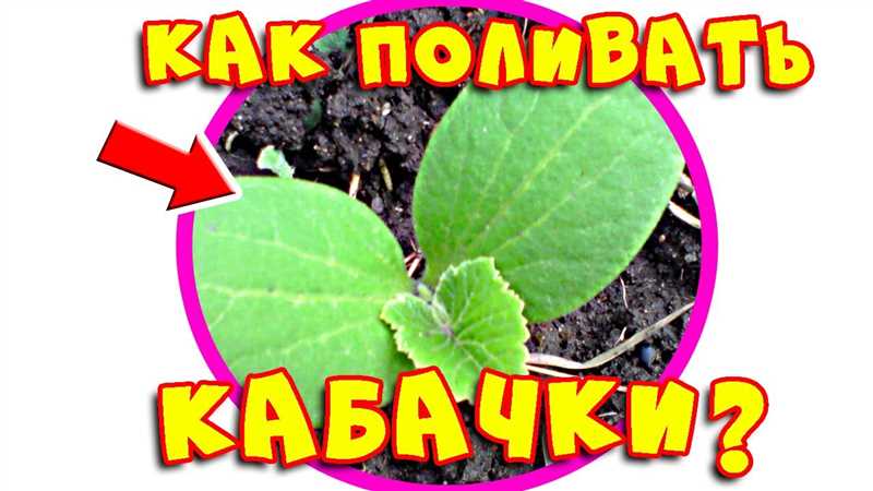 Полив кабачков: общие правила, способы, периодичность, требования к воде