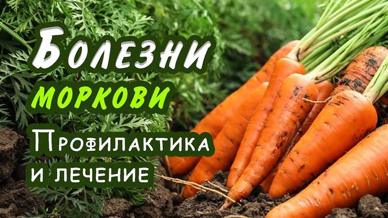 Признаки поражения моркови земляничной облепихой