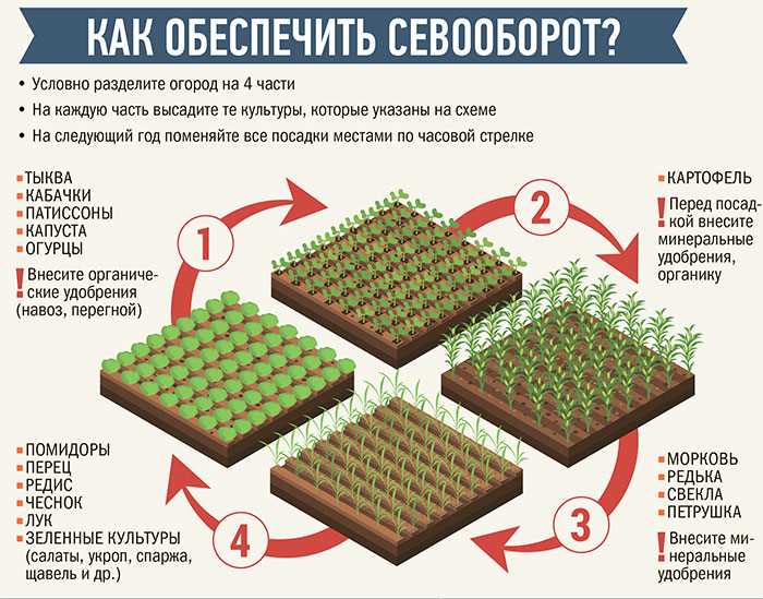 Последствия для посадок после редиса