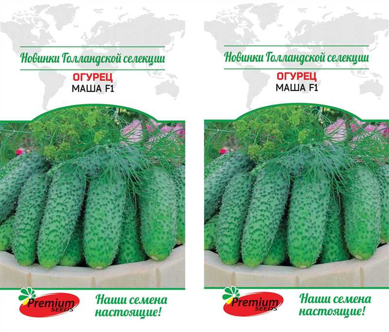 Голландские сорта огурцов для теплиц: особенности и рекомендации