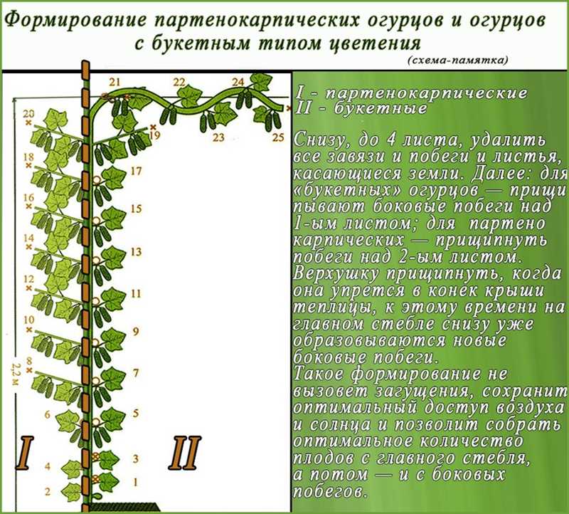 2. Улучшение доступа к свету и воздуху