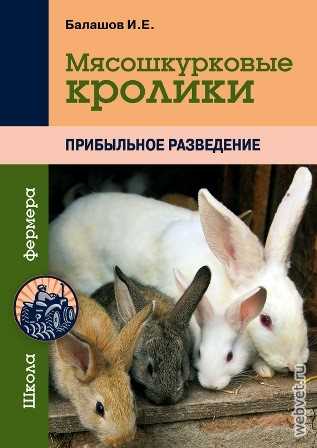 Кролик Серебристый: описание, фото, правила содержания, кормления, разведения