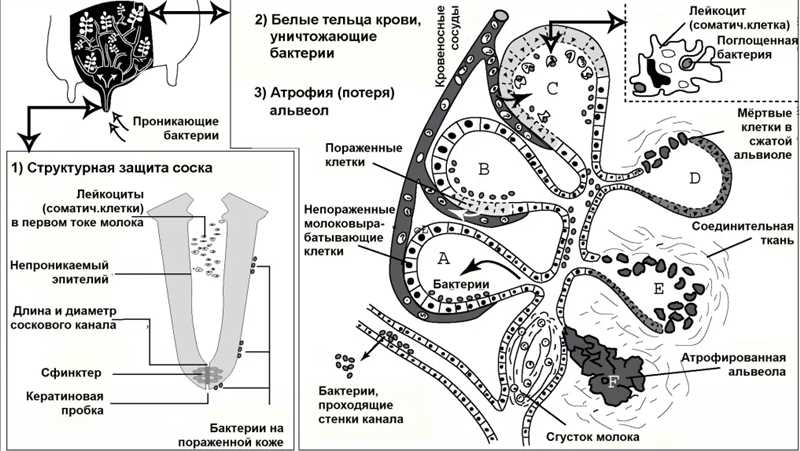 Современные методы лечения мастита у коз: использование пробиотиков