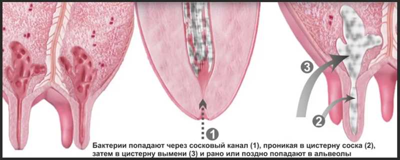 Мастит у козы: как происходит заражение, методы лечения, формы болезни