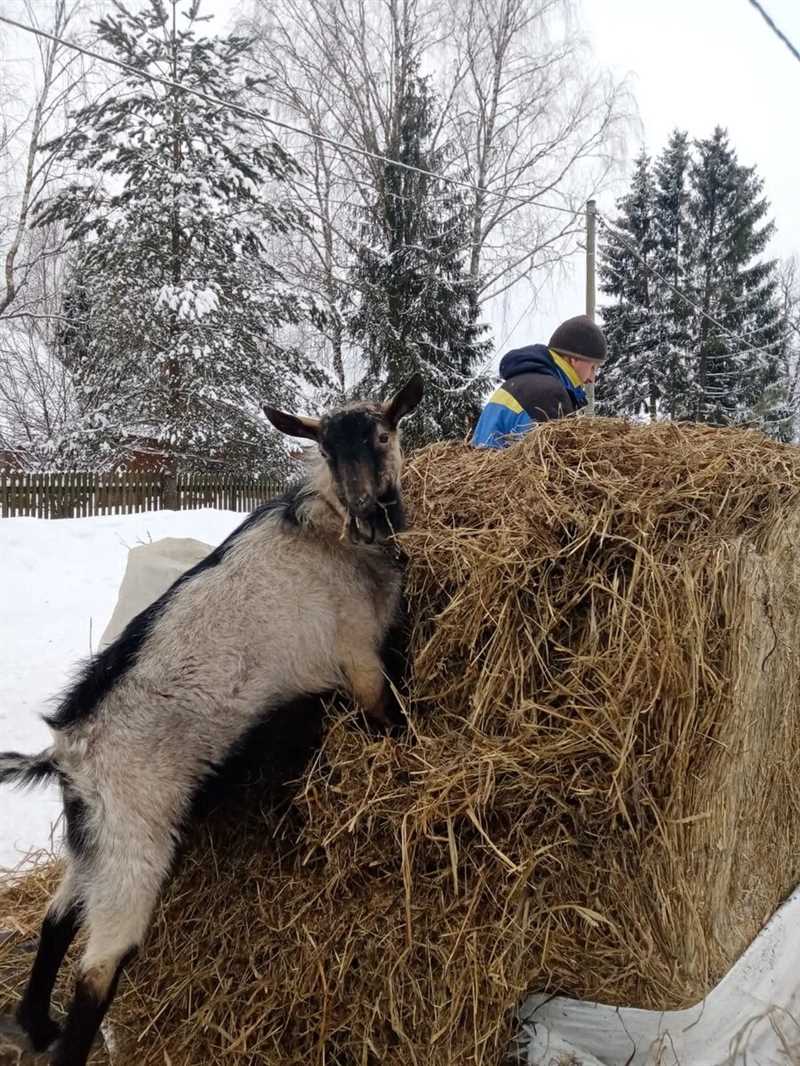 1. Рацион и питание