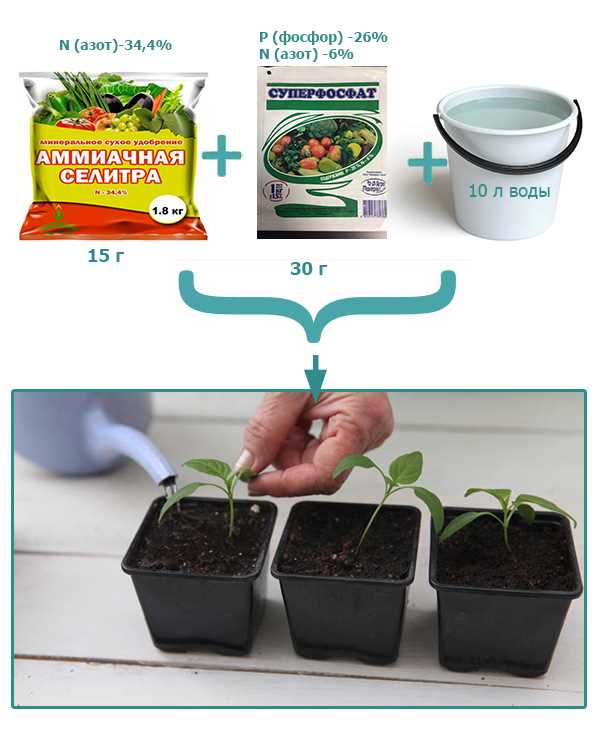 Виды подкормки рассады перца