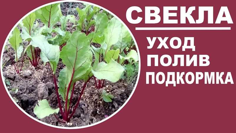 Зачем поливать свеклу и как это влияет на рост растения