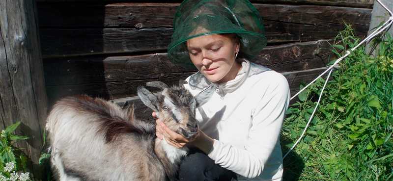 Качественное сено и солома